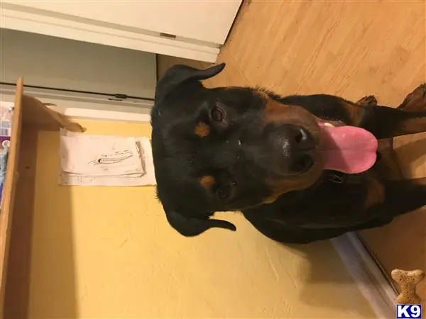 Rottweiler stud dog