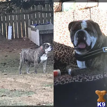 Old English Bulldog stud dog