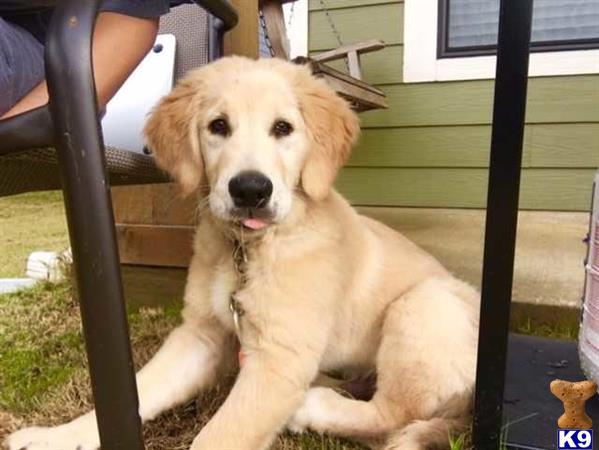 golden retriever stud fee golden retriever stud oliver rasinen 17 months golden retriever stud fee golden retriever stud oliver rasinen 17 months