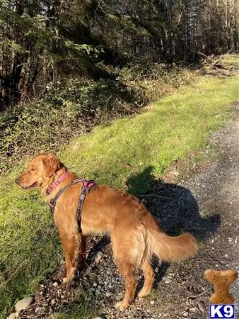 Golden Retriever female dog