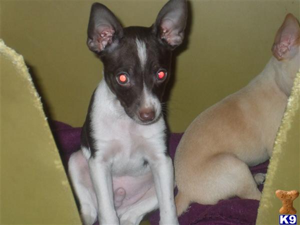 Rat Terrier