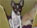rat terrier puppy posted by ratty5