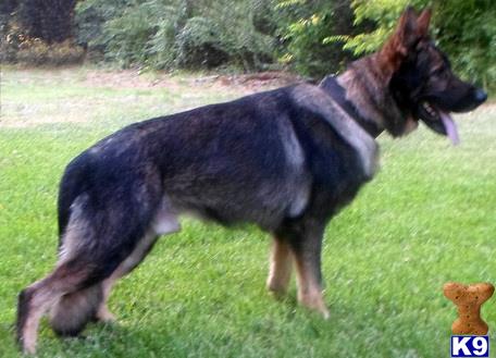 german shepherd puppy posted by raulgrmn