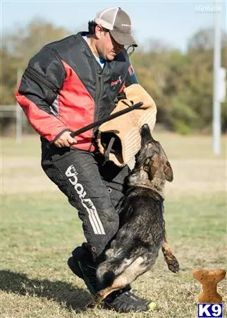 German Shepherd puppy for sale