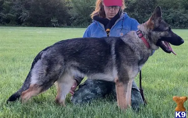 German Shepherd puppy for sale