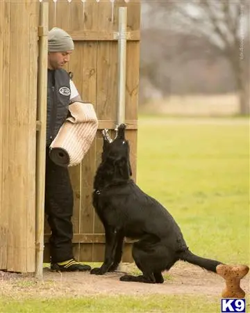 German Shepherd puppy for sale