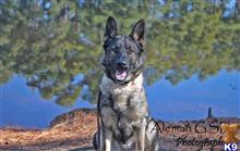 german shepherd puppy posted by raulgrmn