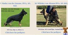 Excellent working line puppies Parents both titled in Europe  available German Shepherd puppy located in Longview