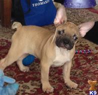french bulldog puppy posted by ravendanes