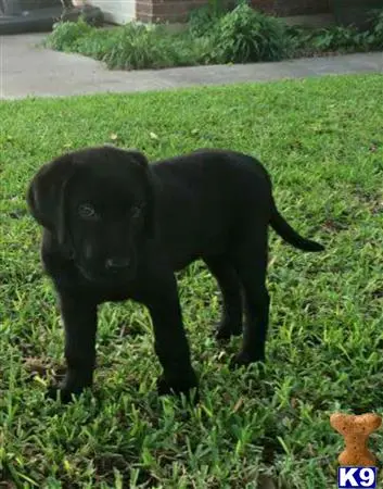 Labrador Retriever female dog: Black Labrador Retriever puppy standing on green grass