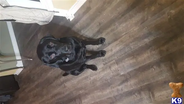 Labrador Retriever female dog: Black Labrador Retriever sitting on a wooden floor