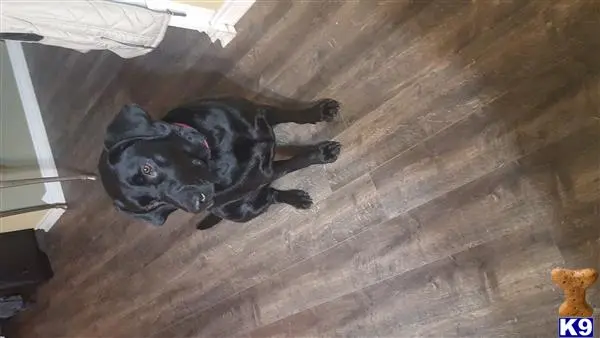 Labrador Retriever female dog: Black Labrador Retriever sitting on a wooden floor