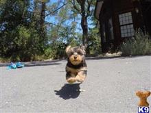 yorkshire terrier puppy posted by raybernhar