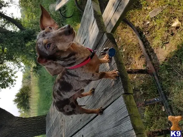 Dachshund stud dog