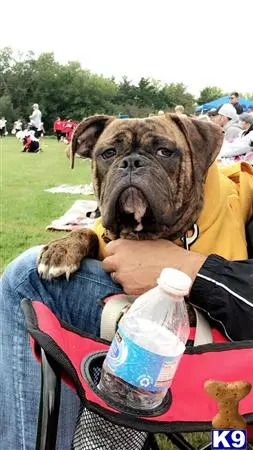 American Bulldog stud dog