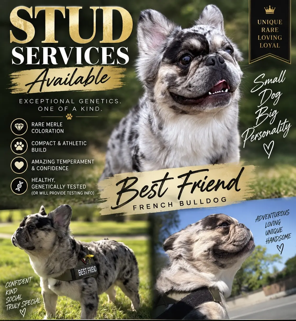 French Bulldog stud dog: Merle French Bulldog standing outdoors with a confident pose