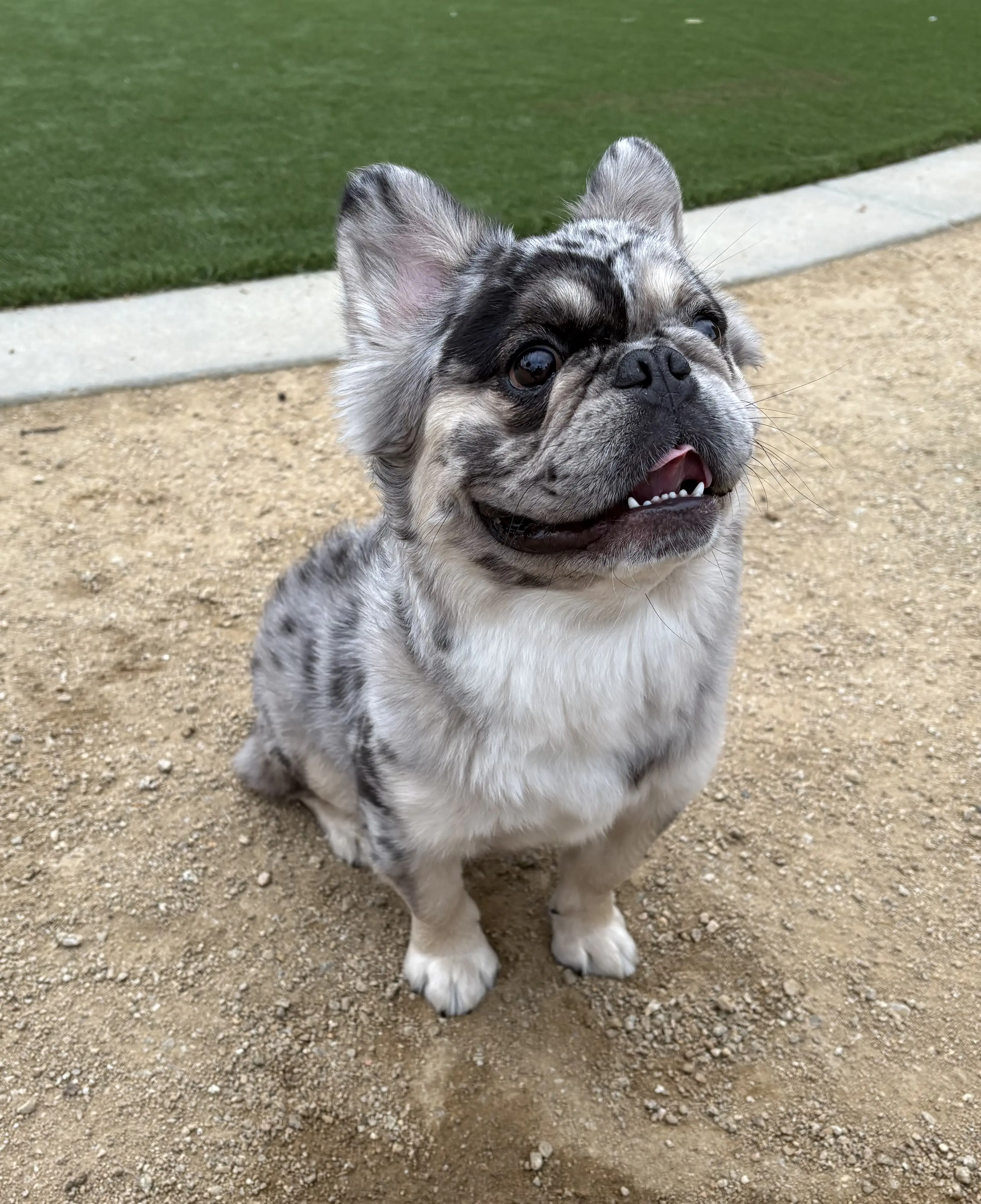 French Bulldog stud dog: Gray and white French Bulldog sitting on gravel with grass background