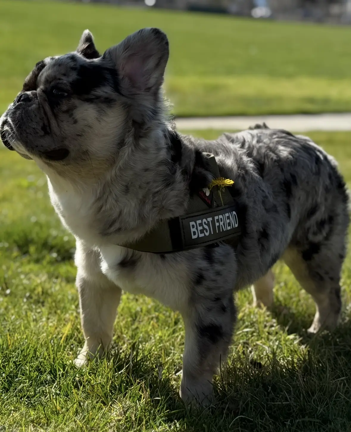French Bulldog stud dog: Blue merle French Bulldog standing on grass, wearing a harness