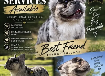 French Bulldog stud dog: Merle French Bulldog standing outdoors with a confident pose