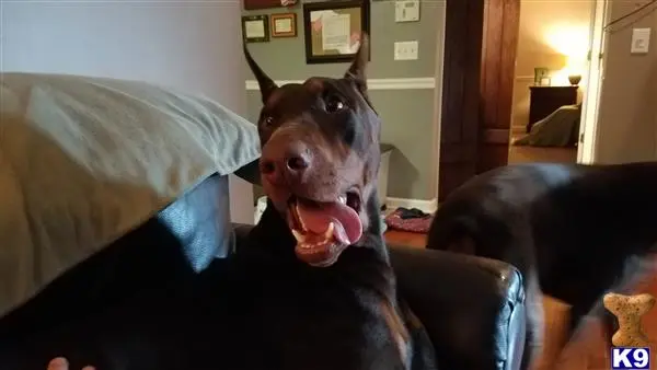 Doberman Pinscher