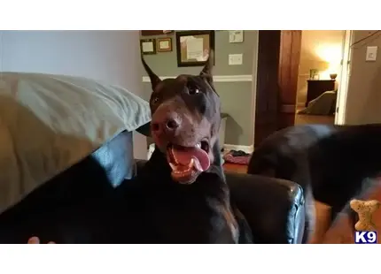 Doberman Pinscher