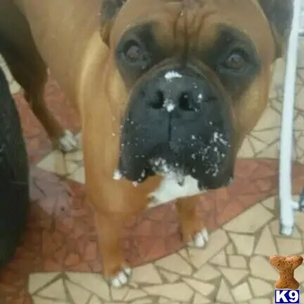 Boxer stud dog