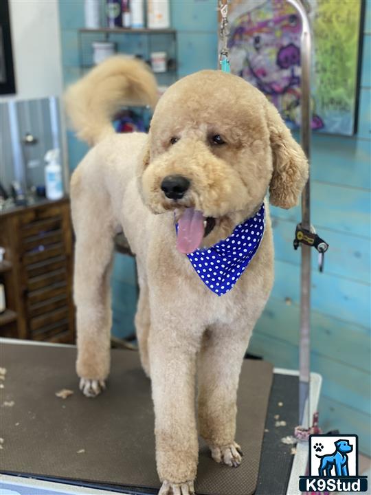a goldendoodles dog with a bow tie