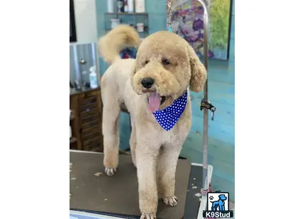 a goldendoodles dog with a bow tie