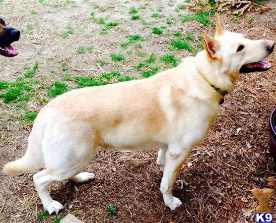 German Shepherd stud dog