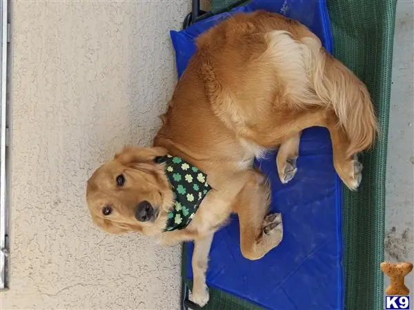 Golden Retriever female dog