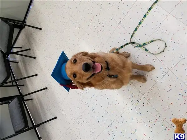 Golden Retriever female dog