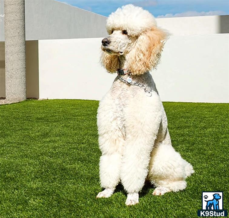a poodle dog sitting on grass