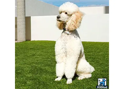 a poodle dog sitting on grass