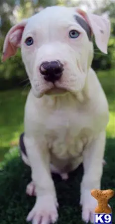 American Pit Bull puppy for sale