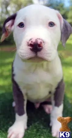 American Pit Bull