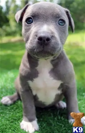 American Pit Bull puppy for sale