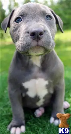 American Pit Bull