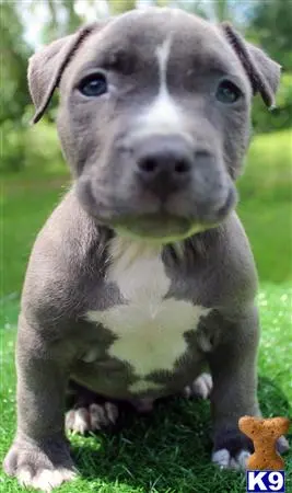 American Pit Bull puppy for sale