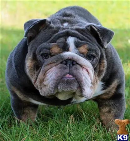 English Bulldog stud dog