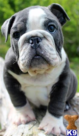 a english bulldog dog with a sad face