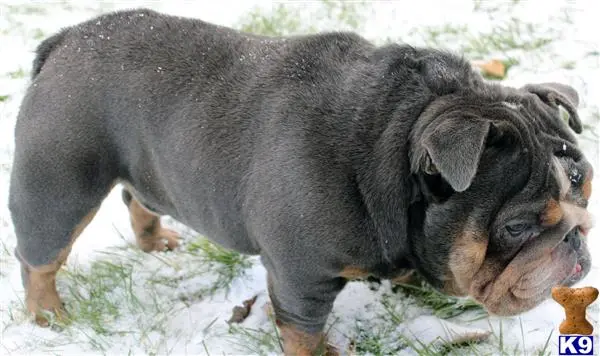 English Bulldog stud dog