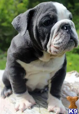 English Bulldog puppy for sale