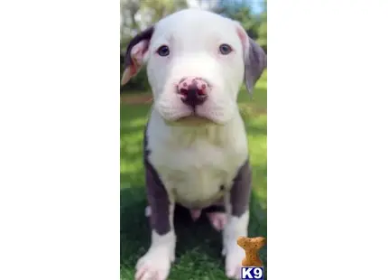 American Pit Bull