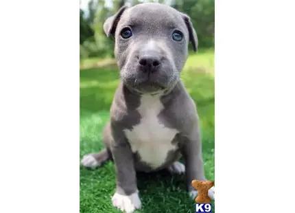 American Pit Bull