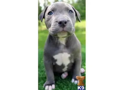 American Pit Bull