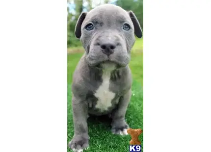 American Pit Bull