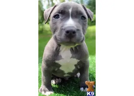 American Pit Bull