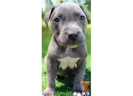 American Pit Bull