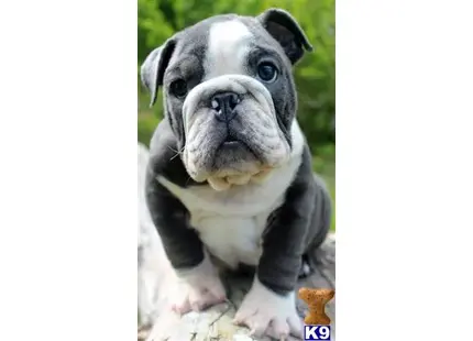 English Bulldog