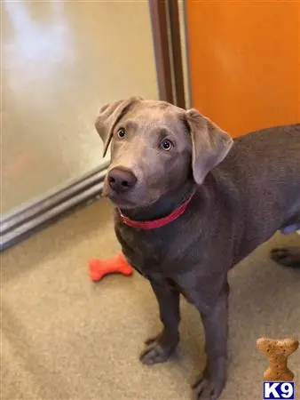 Labrador Retriever stud dog